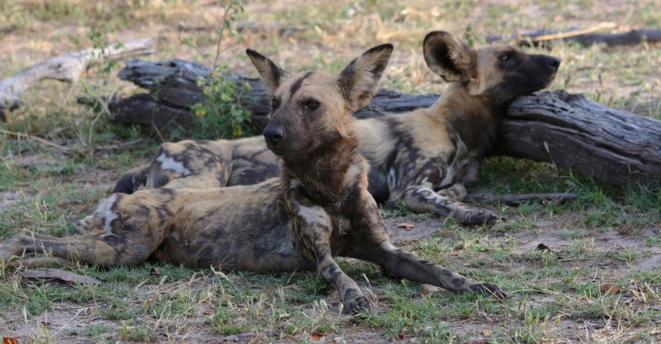 African wild dogs, Madikwe Game Reserve, South Africa