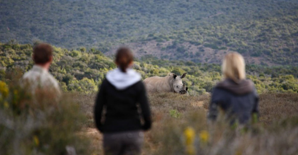 White rhino, Kwandwe Private Game Reserve, South Africa