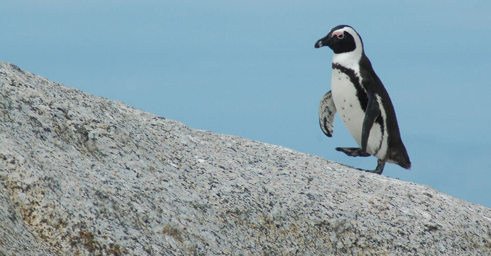 African penguin, Cape Town, South Africa