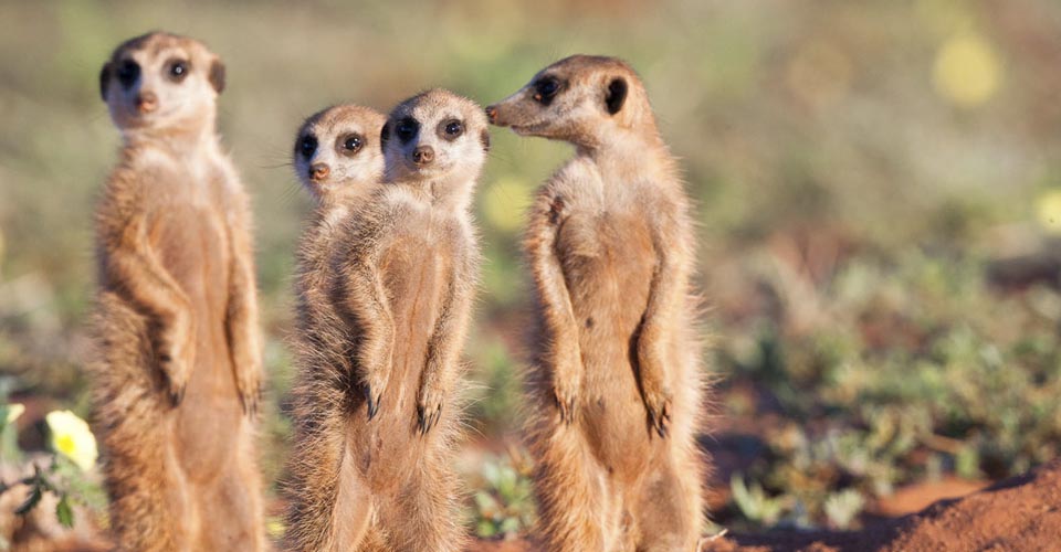 Meerkats, Tswalu Kalahari Reserve, South Africa