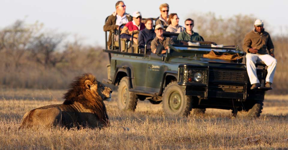 Lion and safari vehicle, Sabi Sand Game Reserve, South Africa