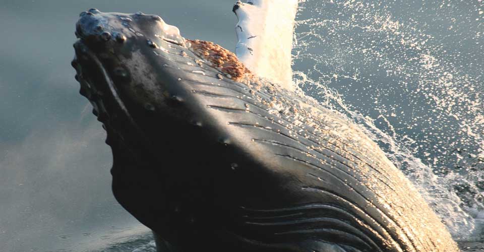 Close-up of a humpback whale, Alaska