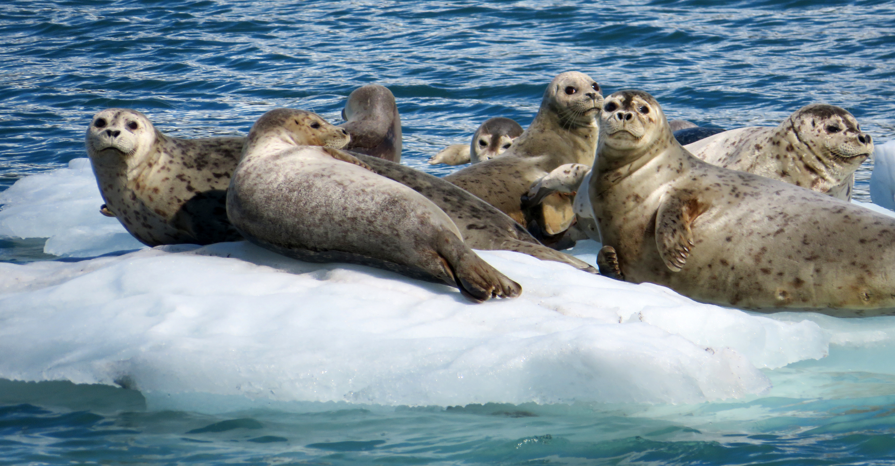 A group of harbor seals lie on an ice float in Prince William Sound, Alaska, USA