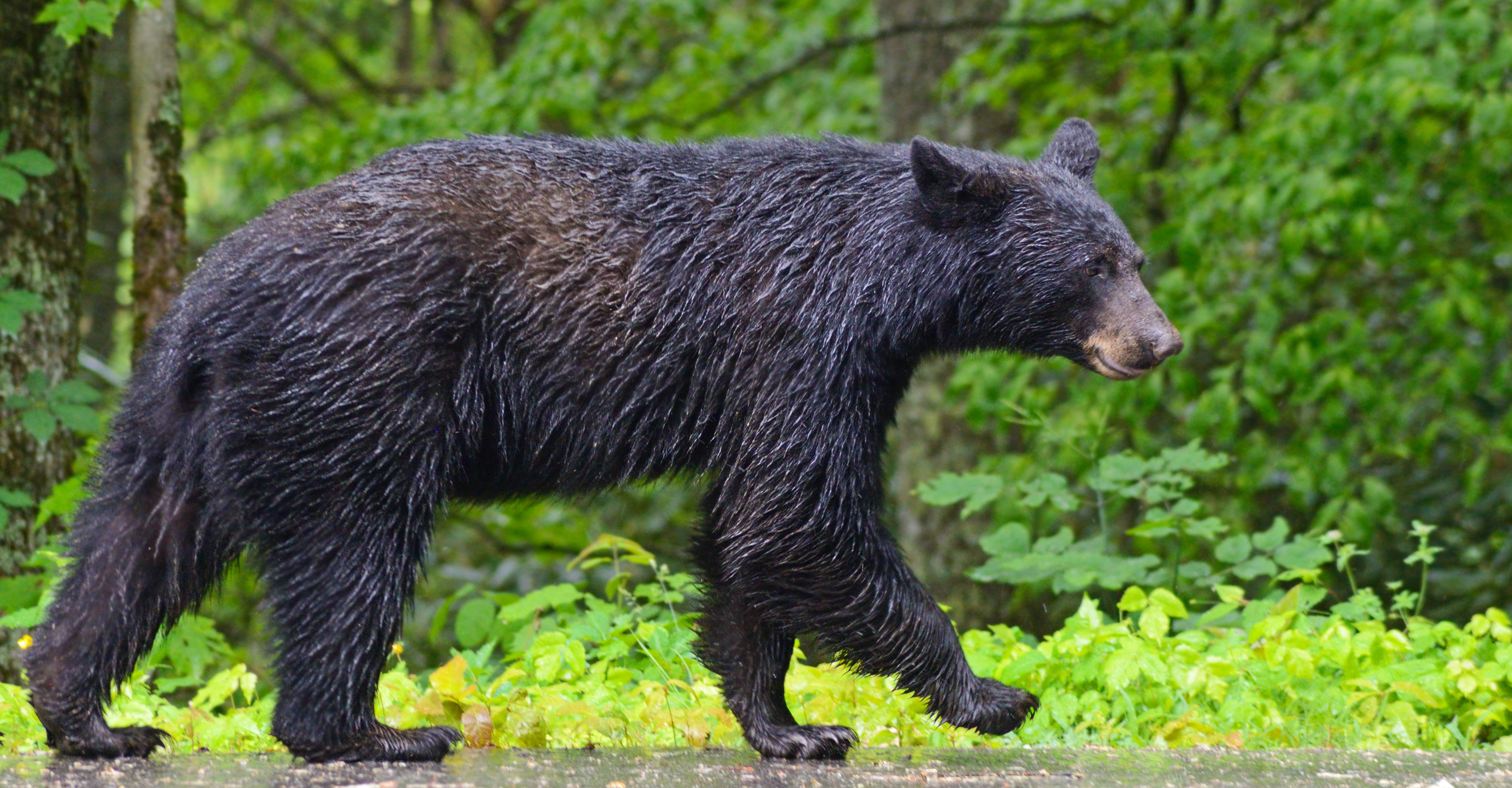 Black bear, Alaska, USA