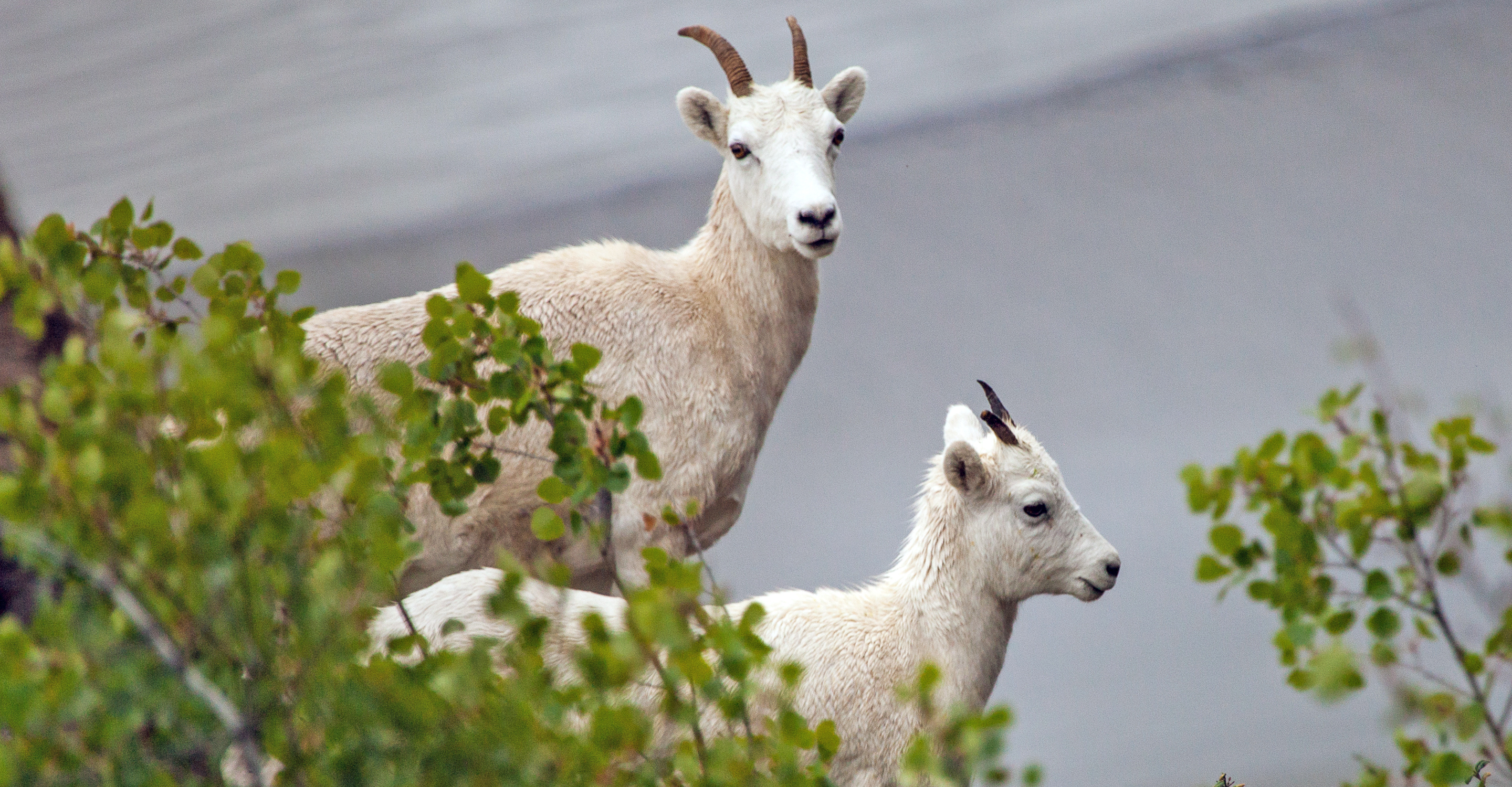 Two young mountain goats in the Kenai Peninsula, Alaska, USA