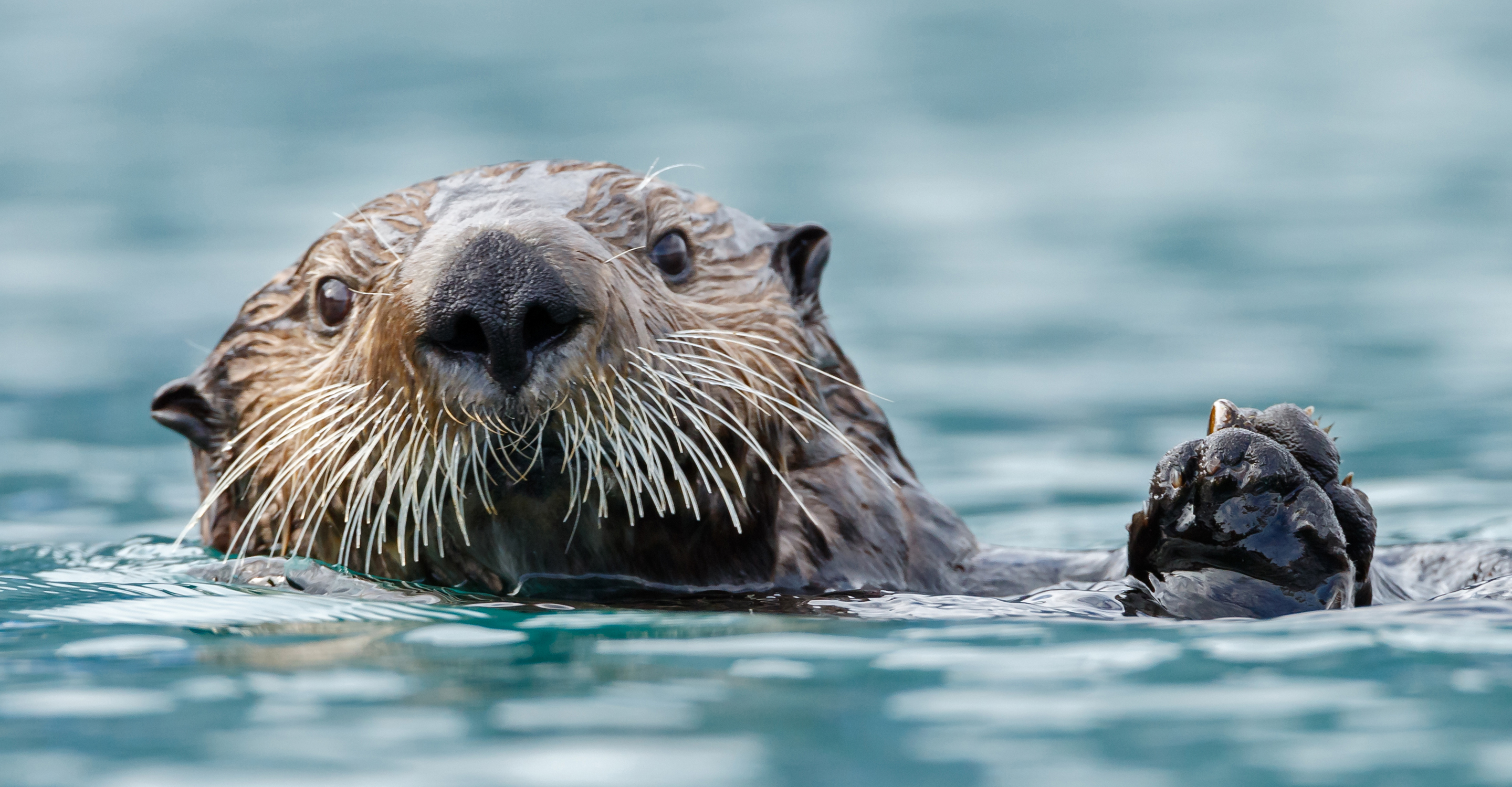 A sea otter floats in Prince William Sound, Alaska, USA