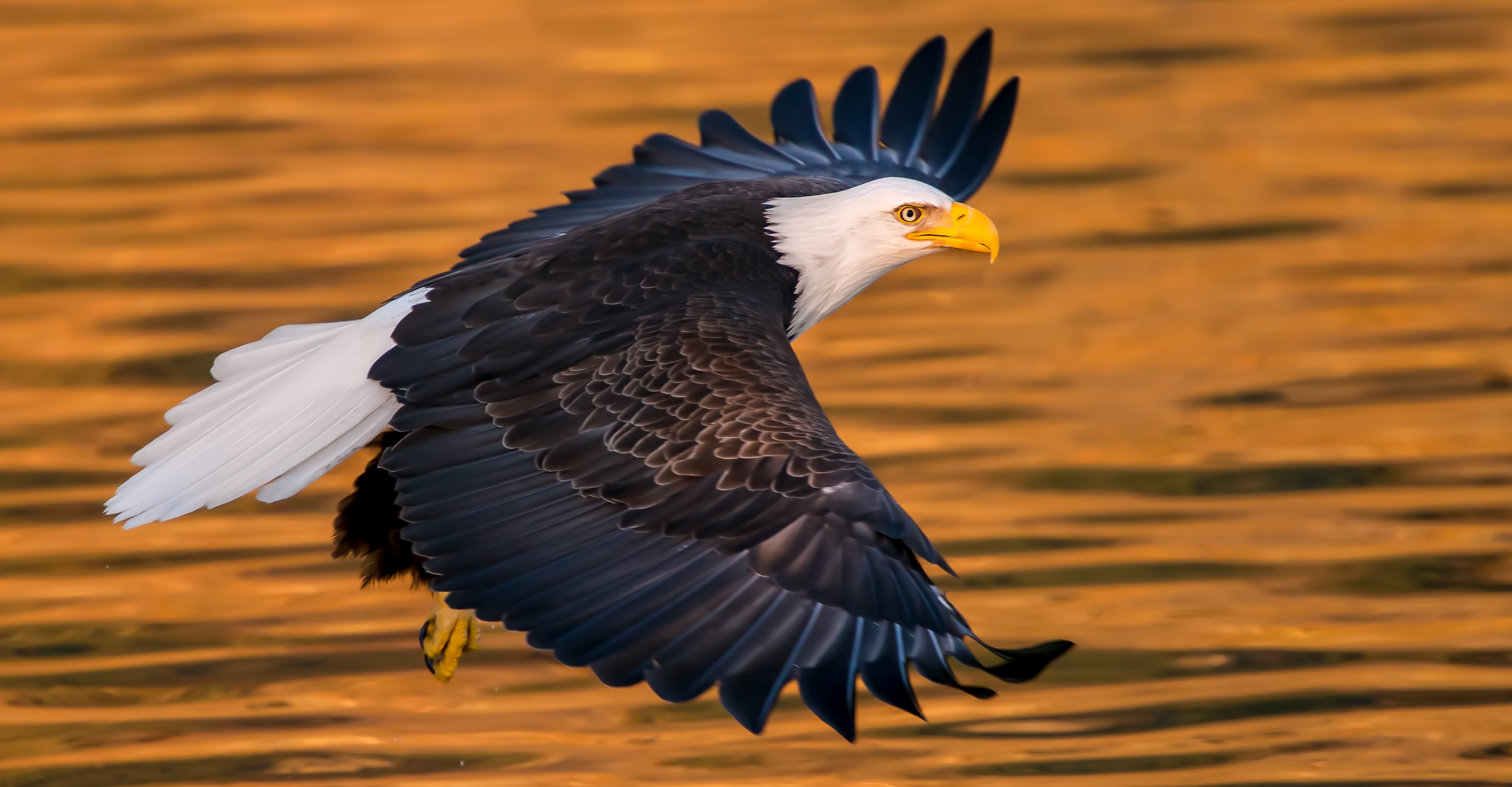 An American bald eagle flies over the water at sunset, Alaska, USA