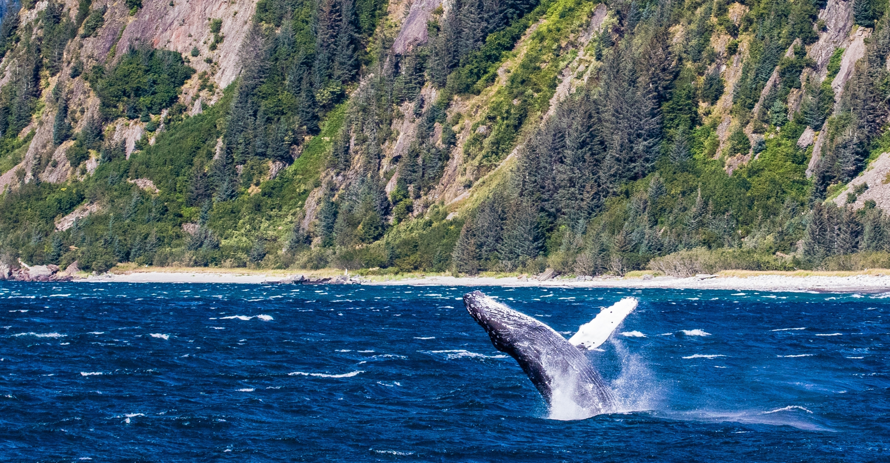 A humpback breaches near the shoreline in Prince William Sound, Alaska, USA