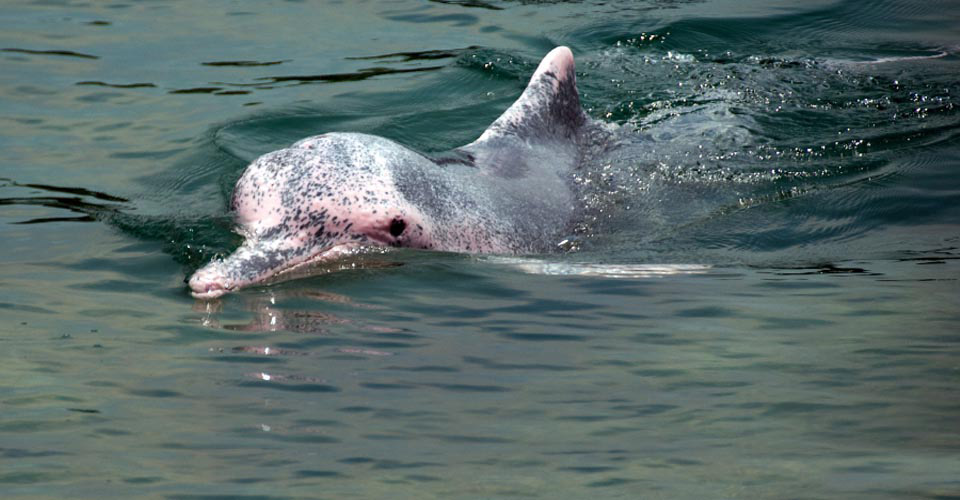 A pink river dolphin swimming in the Amazon River, Pacaya-Samiria National Reserve, Peru
