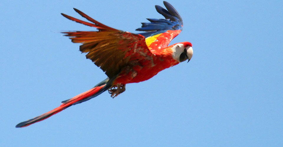 A scarlet macaw flying in Pacaya-Samiria National Reserve, Peru