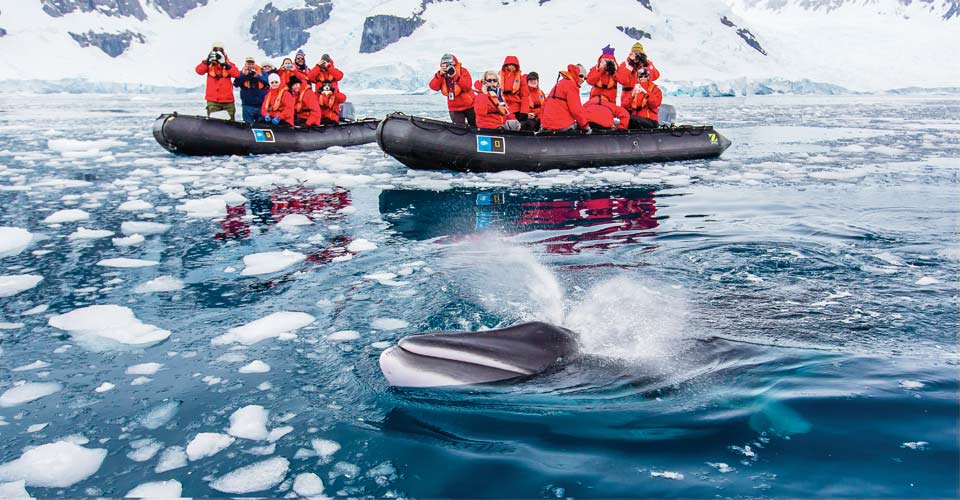 Travelers in two zodiacs photograph a minke whale, Paradise Bay, Antarctica