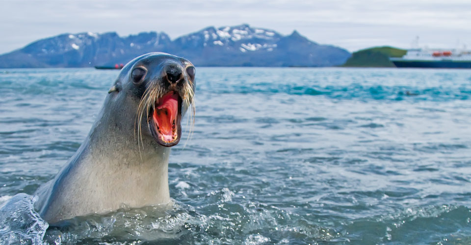 An Antarctic fur seal emerges from the water with its mouth open, South Georgia