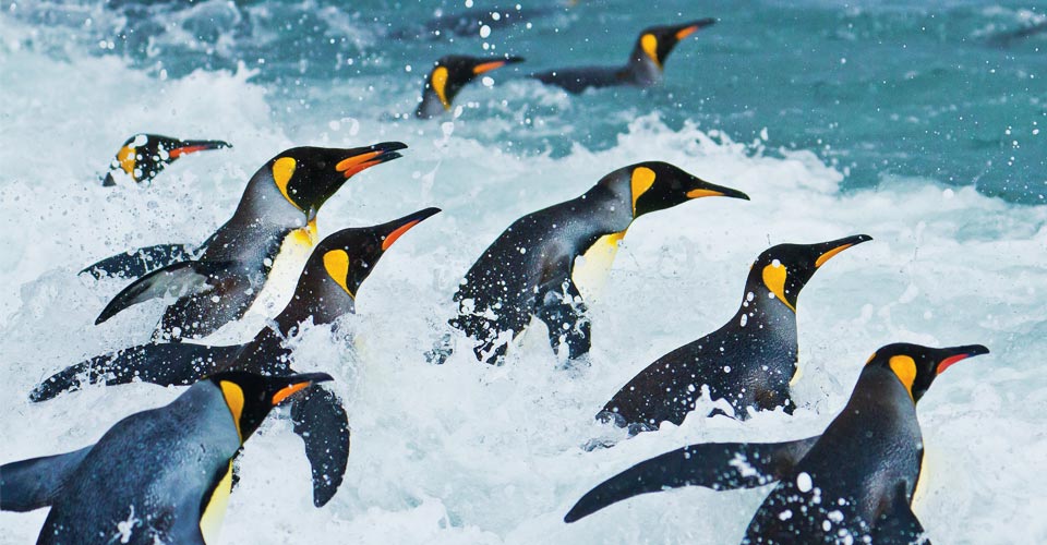 King penguins run into the water, Salisbury Plain, South Georgia