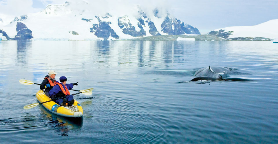 Two travelers kayak past a humpback whale, Yalour Islands, Antarctica
