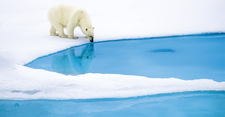 A polar bear looks through the melting sea ice, Svalbard