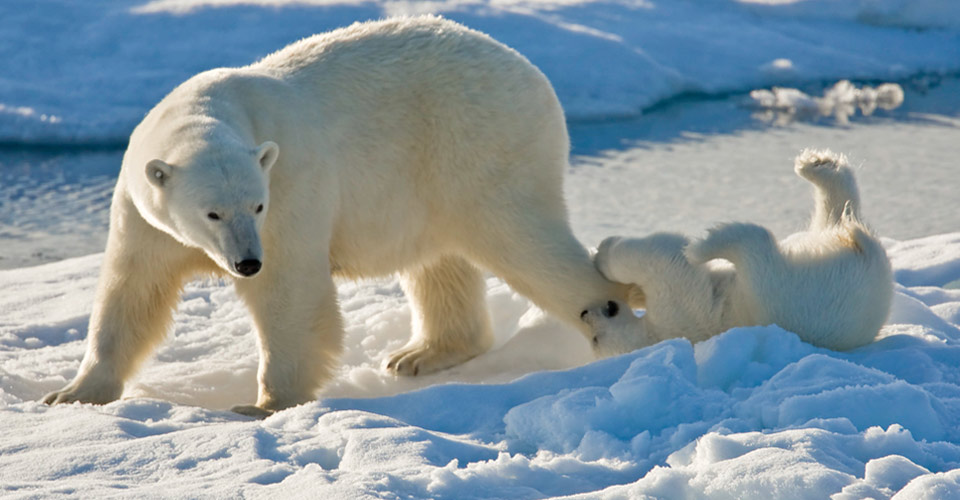 A polar bear cub playfully chews on its mother's leg, Svalbard