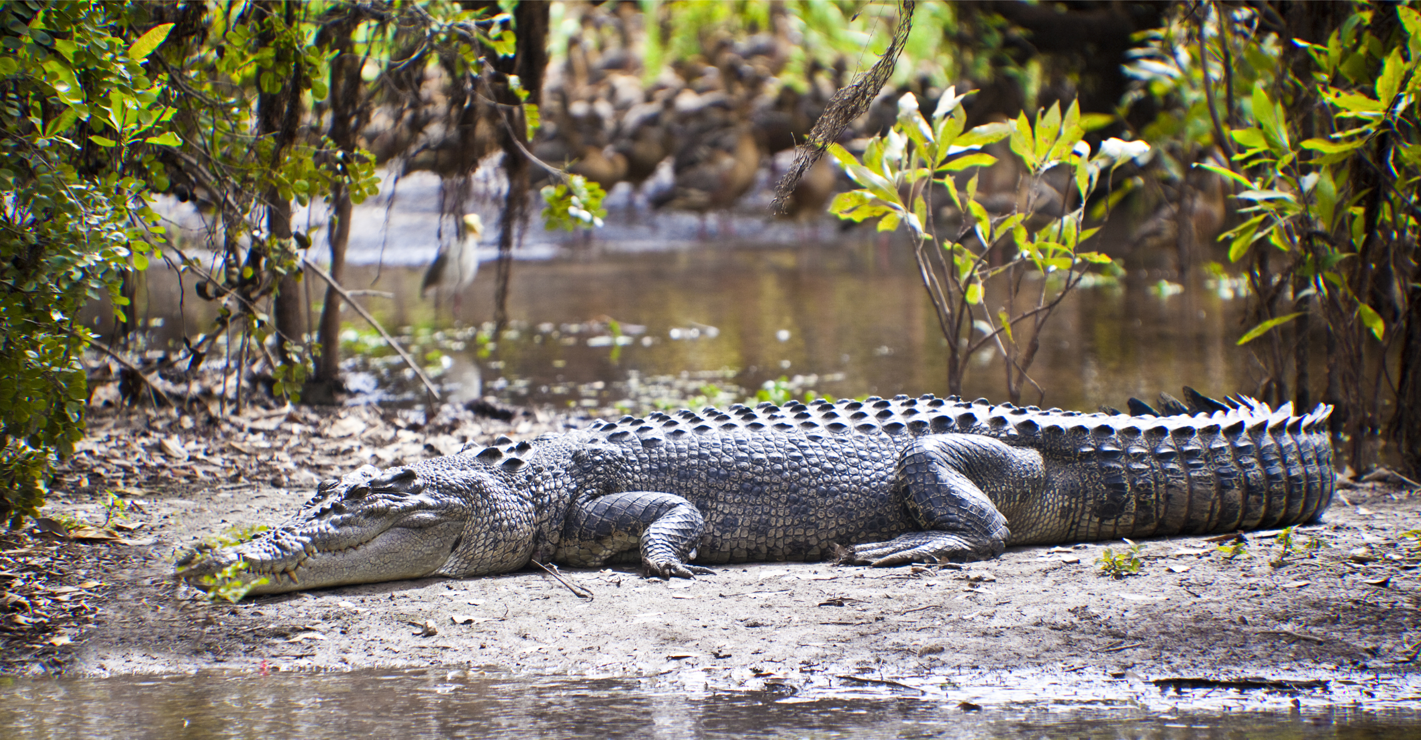 Large saltwater crocodile, Kakadu National Park, Australia