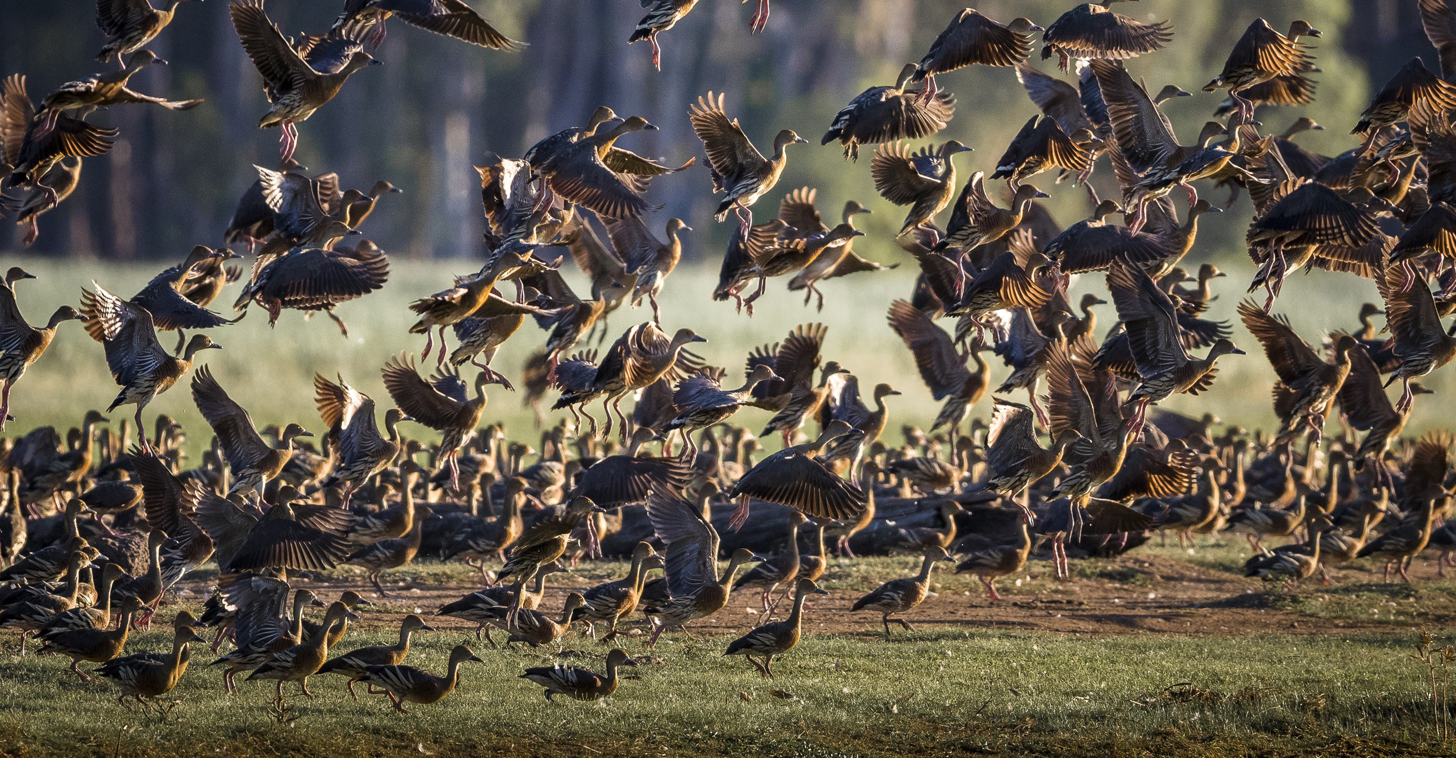 A flock of whistling ducks takes off in the Greater Kakadu Ecosystem, Australia