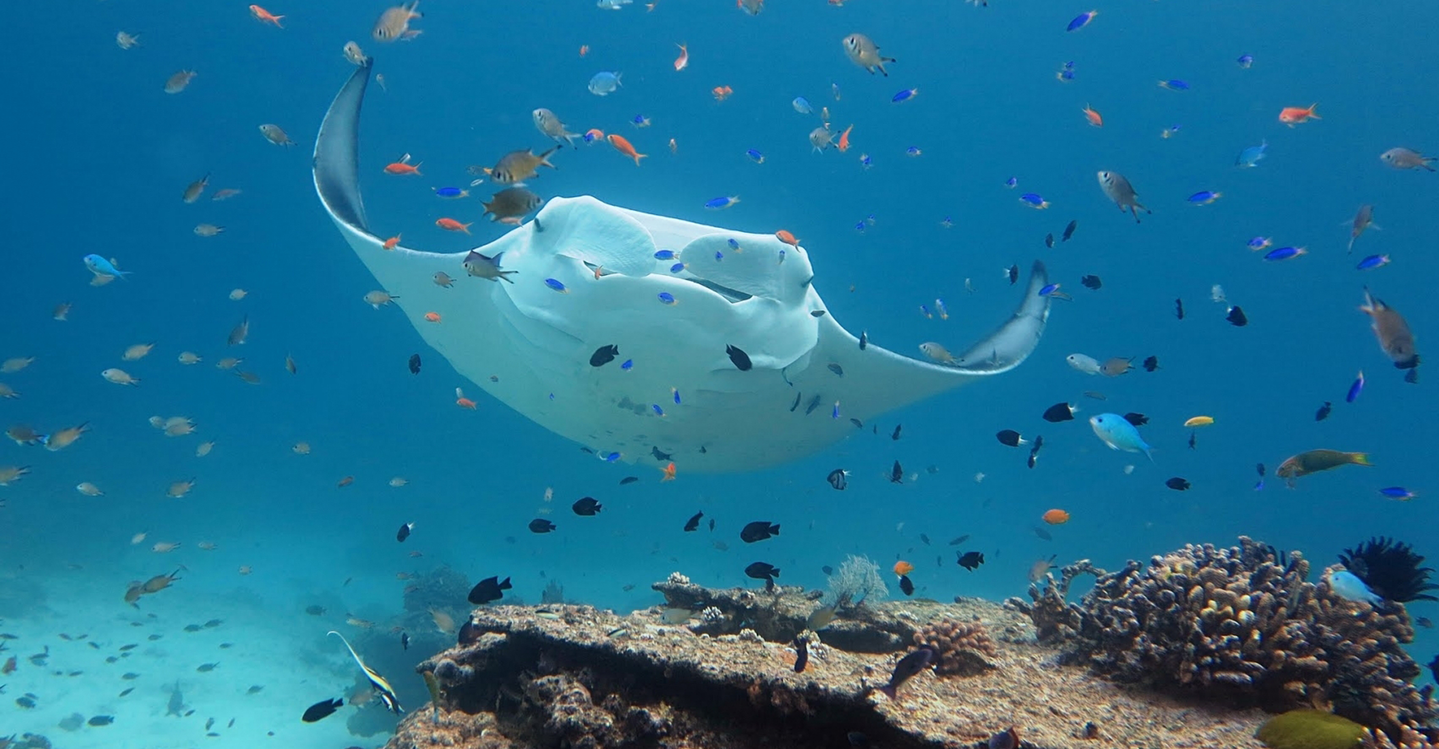 An underwater view of a manta ray swimming off Lady Elliot Island, Australia