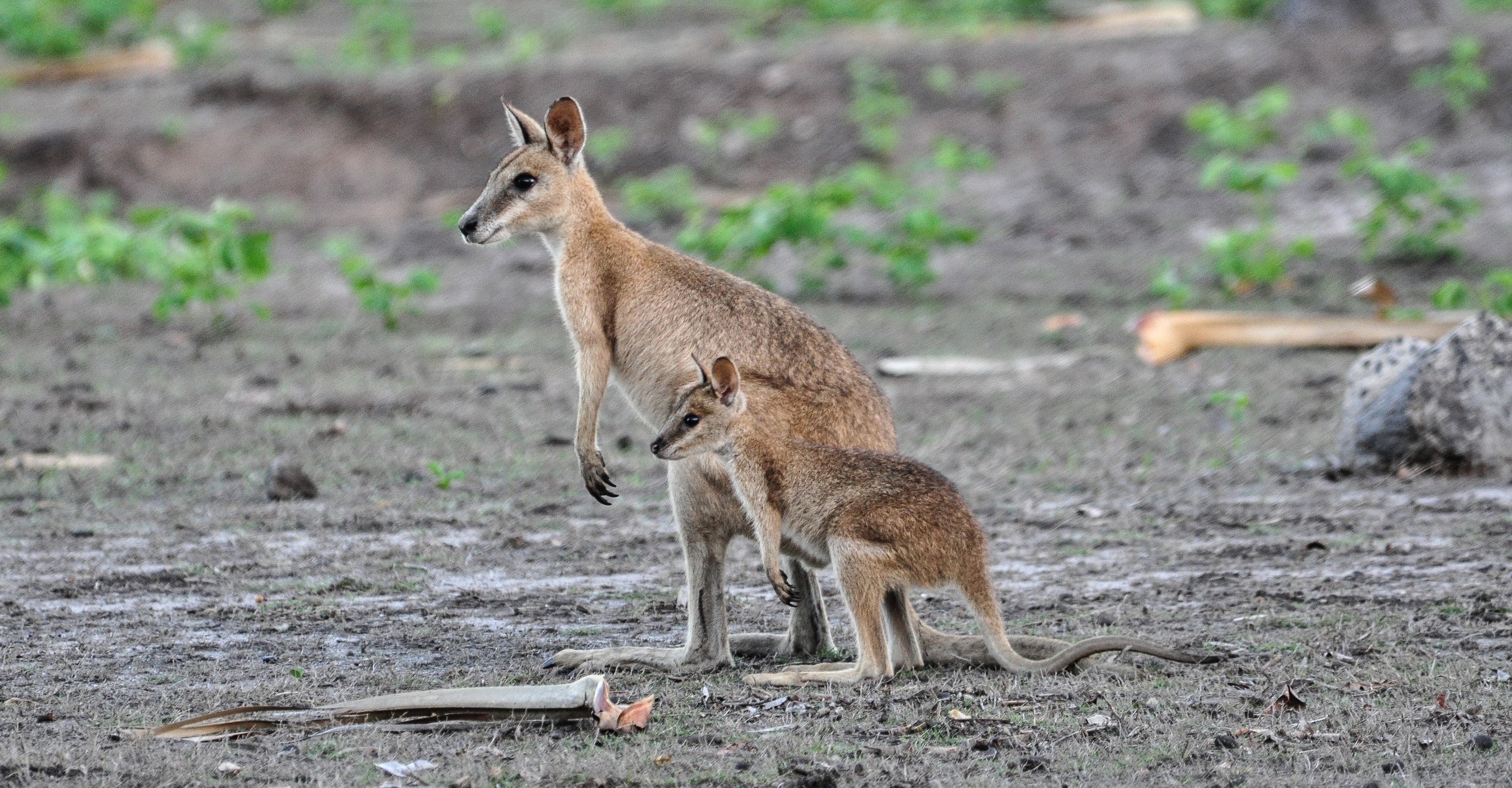 Sandy wallaby with a joey in her pouch, Bamurru Plains, Australia