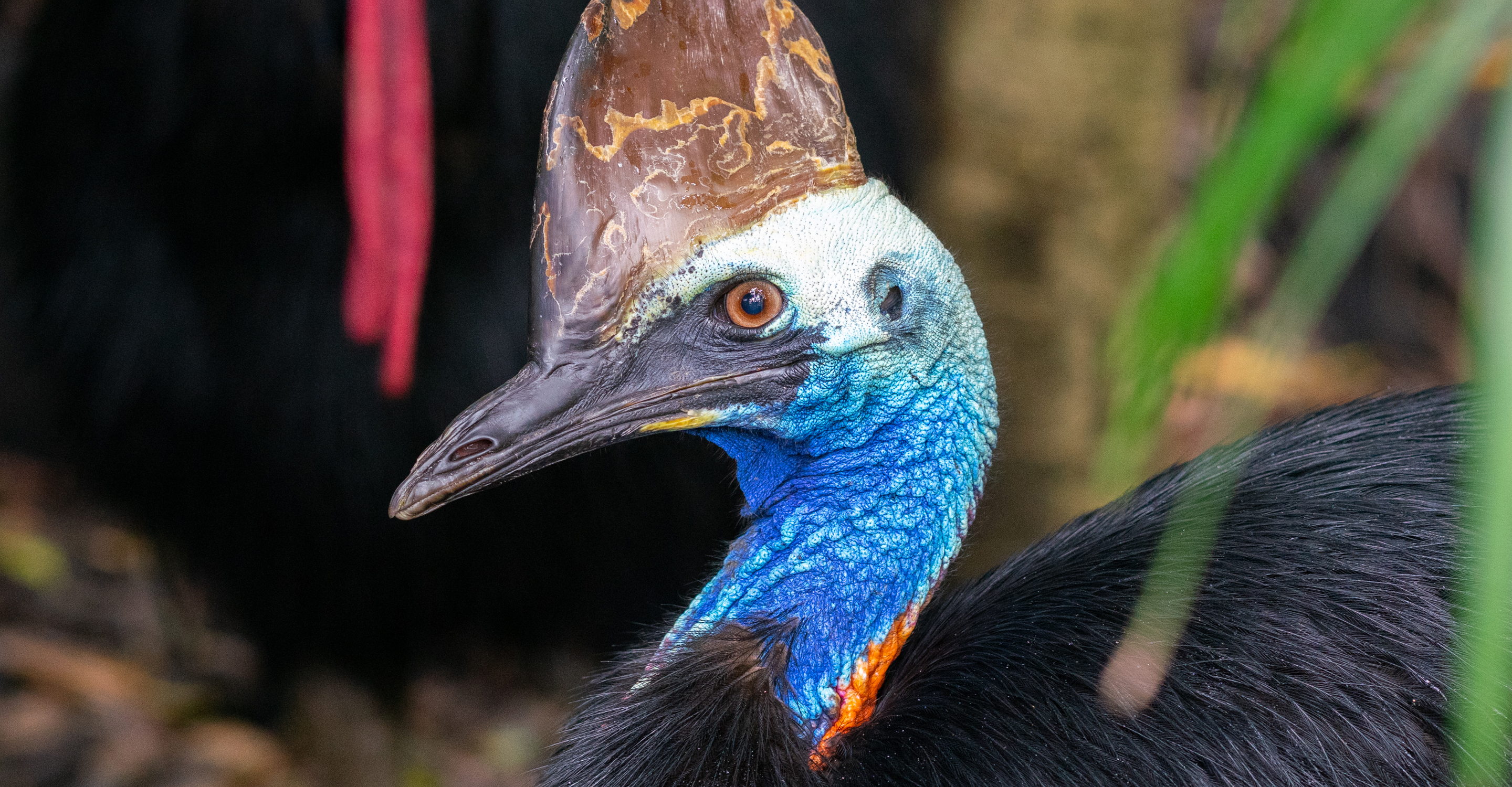 Close-up view of a Southern Cassowary, Daintree National Park, Australia