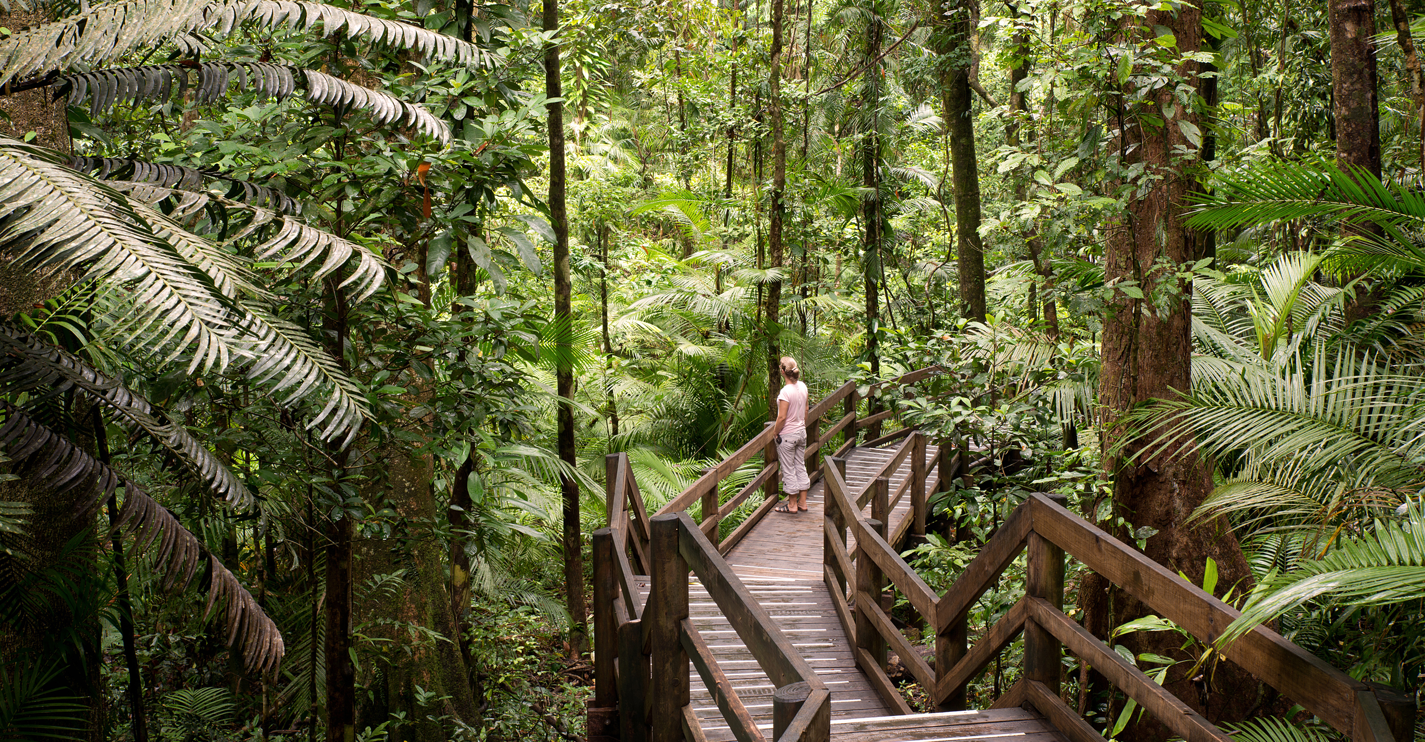 Travelers stand on a bridge in the rain forest of Daintree National Park, Queensland, Australia