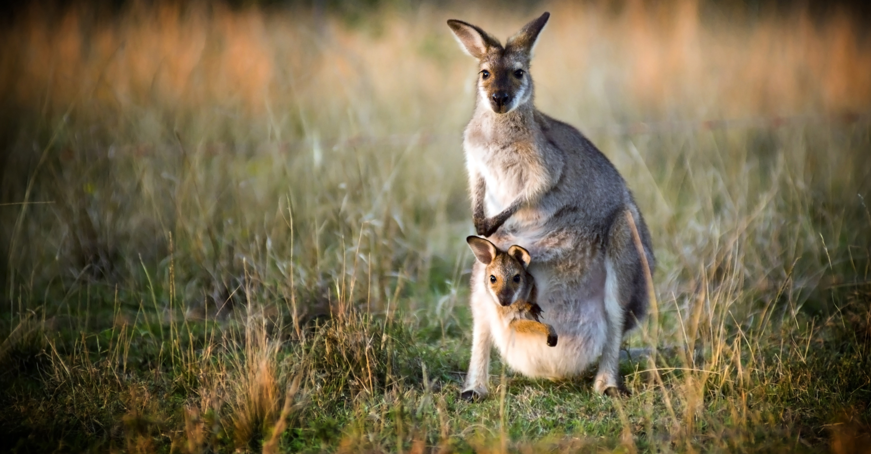 Australian kangaroo with a joey in its pouch at sunset, Australia