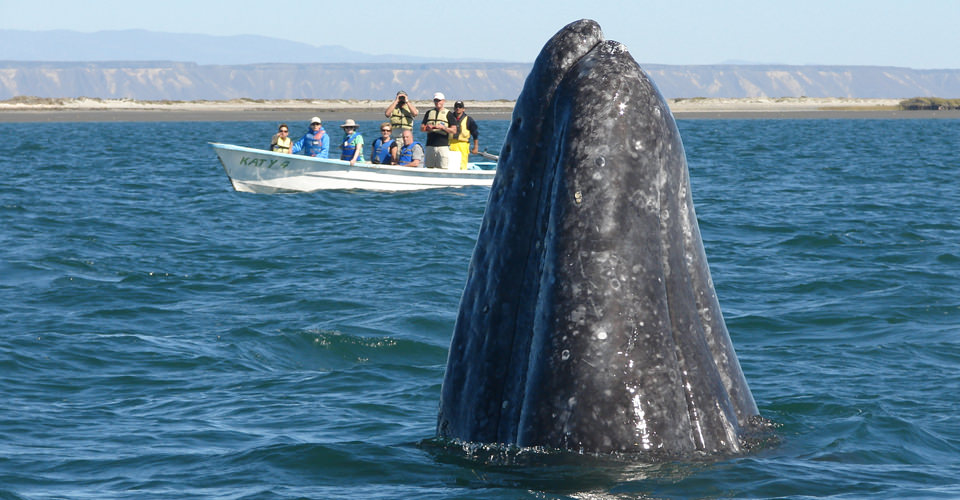 The Great Gray Whales of Baja