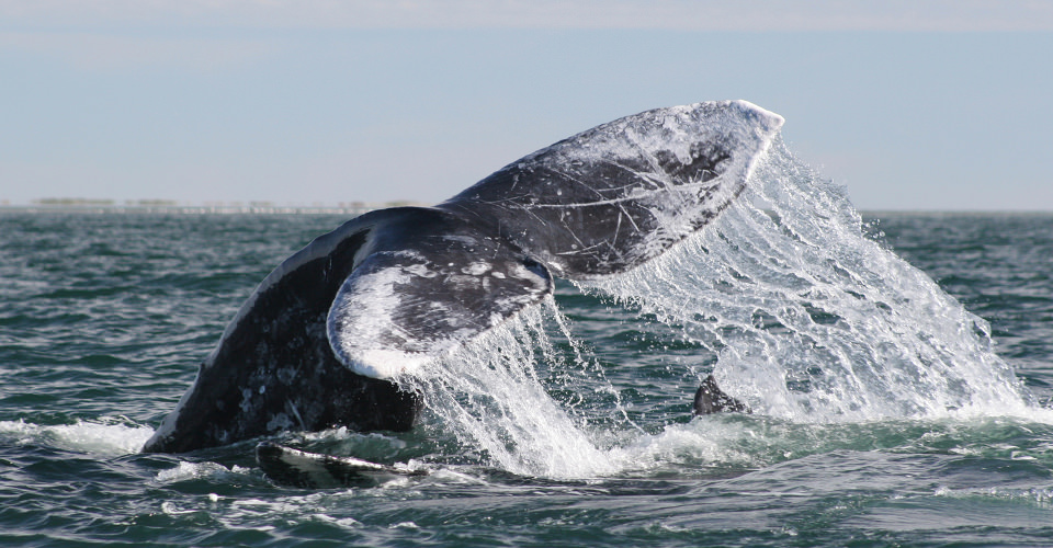 A gray whale fluke emerges from the sea in San Ignacio Lagoon, Baja, Mexico