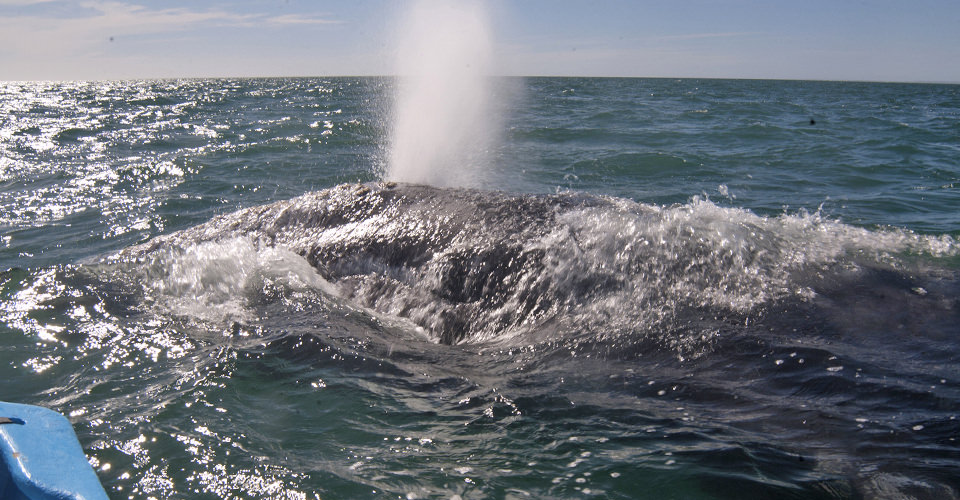 A gray whale sprays water from its blowhole, San Ignacio Lagoon, Baja, Mexico