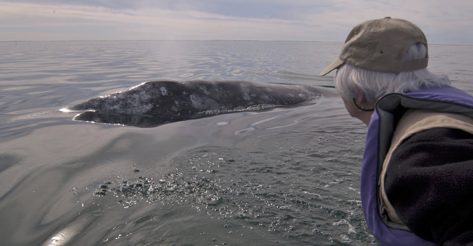 A traveler views a gray whale, San Ignacio Lagoon, Baja, Mexico