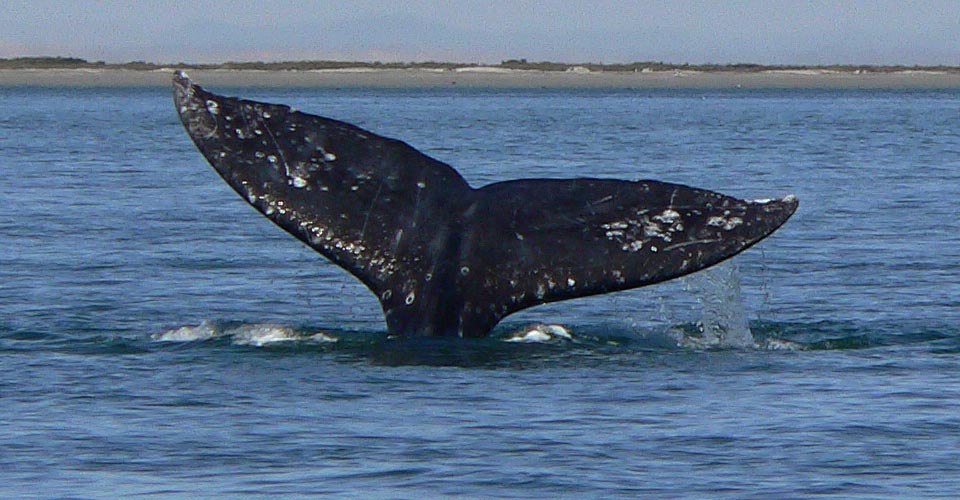 A gray whale fluke emerges from the sea, San Ignacio Lagoon, Baja, Mexico