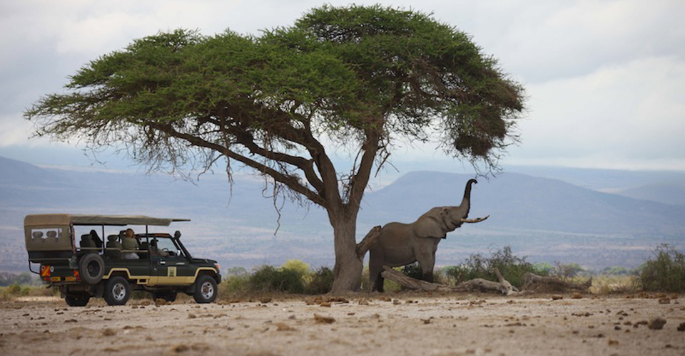 African elephant, Amboseli National Park, Kenya