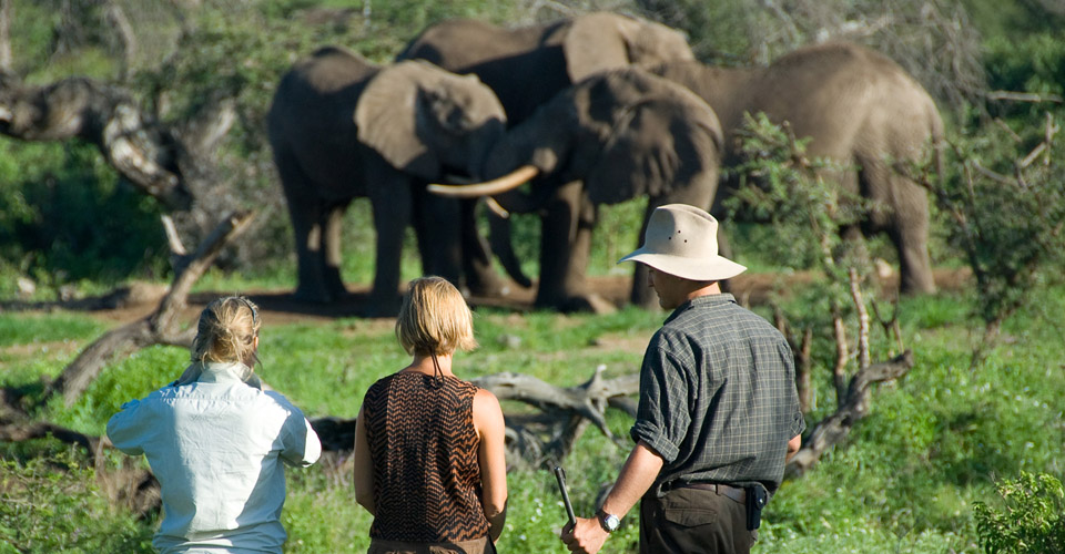 African elephants, Chyulu Hills National Park, Kenya