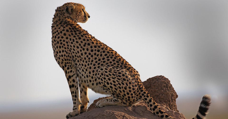 Cheetah, Maasai Mara National Reserve, Kenya