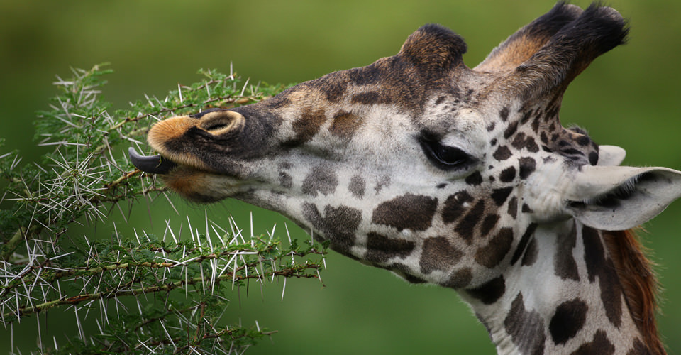 Maasai giraffe, Maasai Mara National Reserve, Kenya