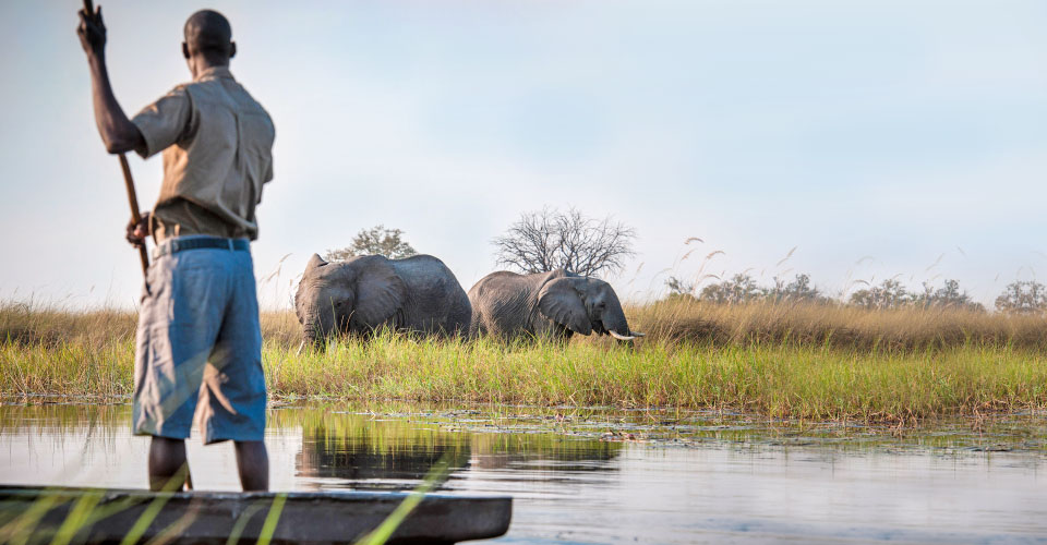 A guide paddling a mokoro views two African elephants, Okavango Delta, Botswana