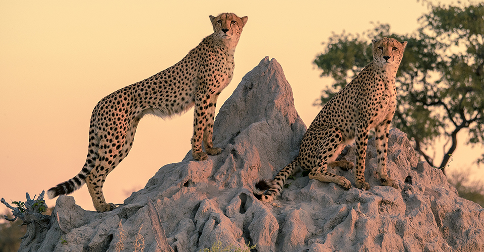 Two cheetahs scan the landscape from the top of a termite mound, Okavango Delta, Botswana