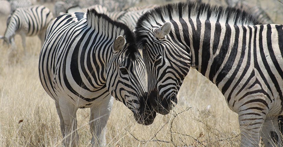 Two plains zebras touch noses, Makgadikgadi Salt Pans, Botswana