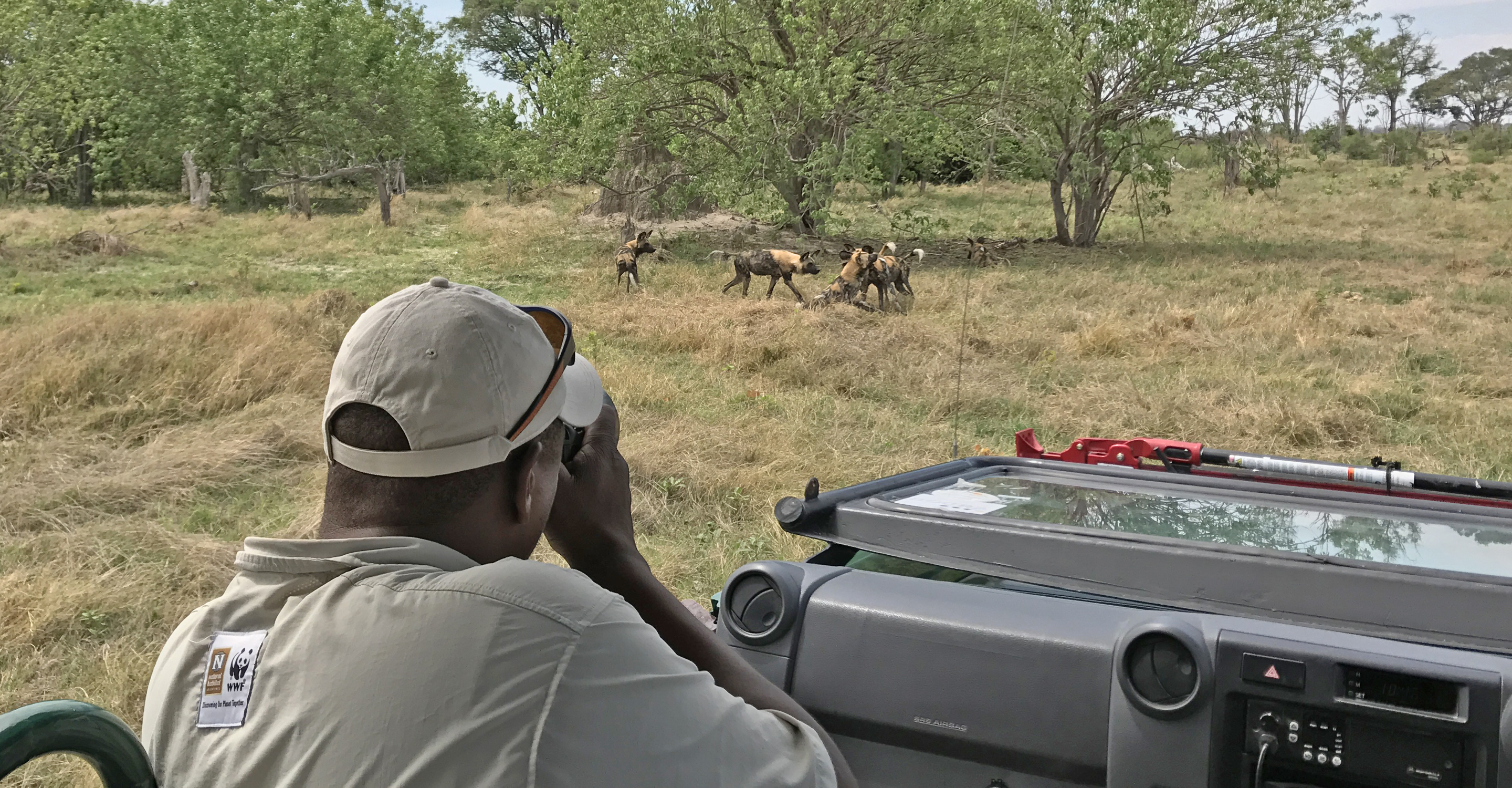 A guide in his safari vehicle photographs a group of African wild dogs eating, Okavango Delta, Botswana
