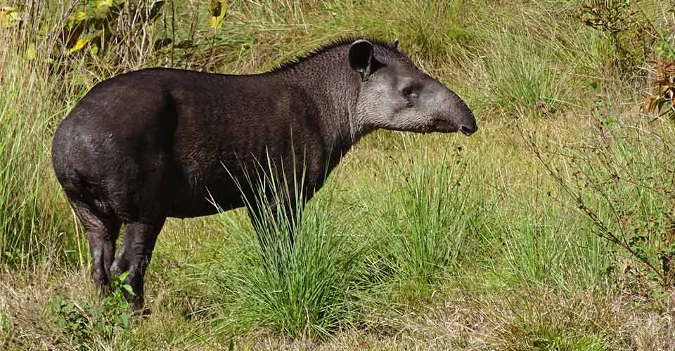 A tapir stands in the tall grasses of the Pantanal, Brazil