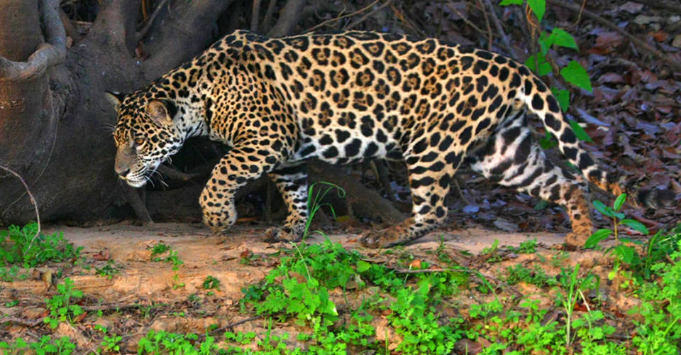 A jaguar walks along a riverbank in the Pantanal, Brazil