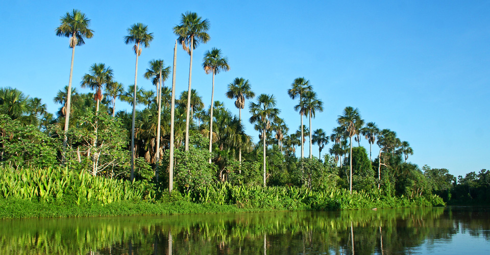 Palm trees along the edge of the river in the Pantanal, Brazil