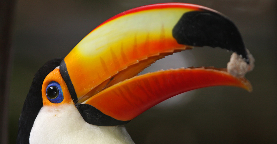 A close-up of a toucan eating, Pantanal, Brazil