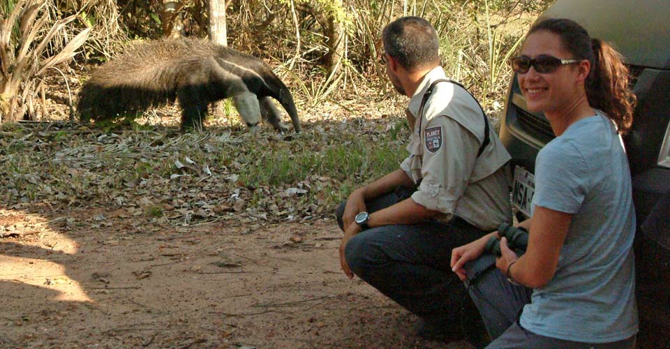 Travelers view a giant anteater walking near their vehicle, Pantanal, Brazil