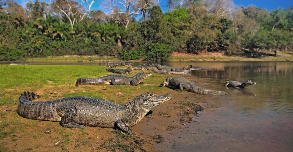 A group of caiman sun themselves on a riverbank in the Pantanal, Brazil