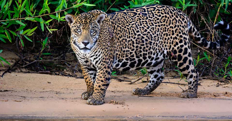 A jaguar looks across the river on a riverbank, Pantanal, Brazil