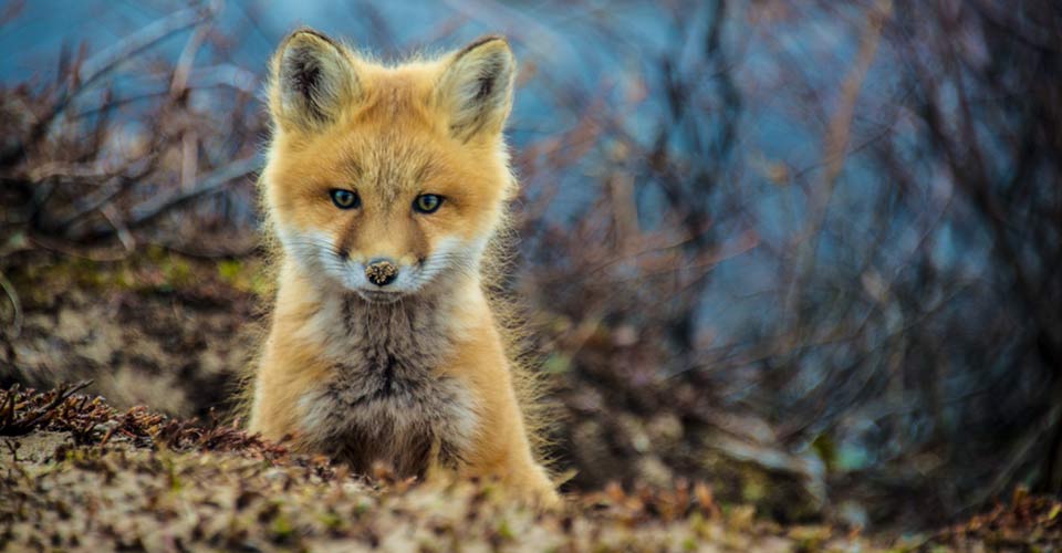 Close-up of a young red fox in Churchill, Manitoba, Canada;