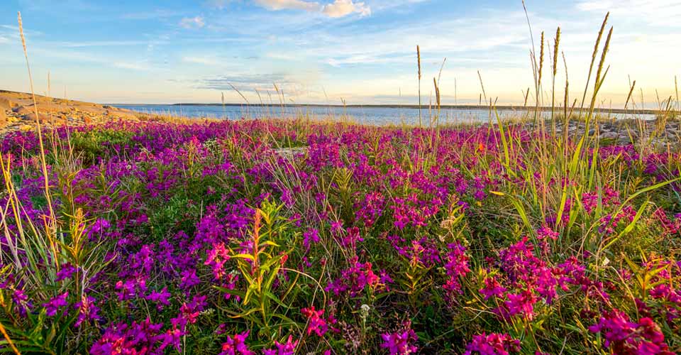 A field of fireweed flowers leads up to the bay waters in Churchill, Manitoba, Canada;