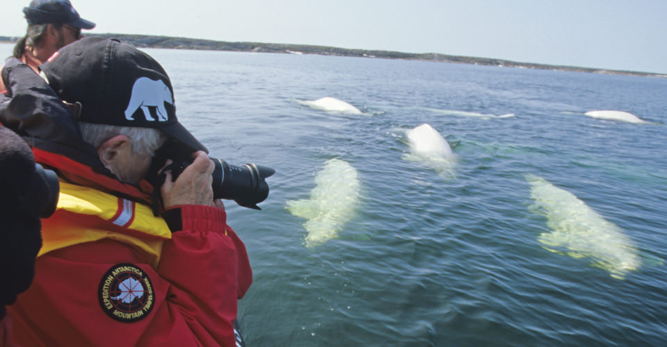A traveler stands in a Zodiac and photographs beluga whales swimming in the bay, Churchill, Manitoba, Canada